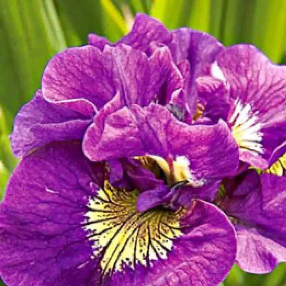 Bulbi de Iris Siberica Double Standard
