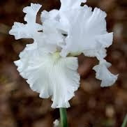 Bulbi de Iris Germanica "Skating Party"