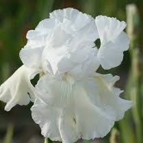Bulbi de Iris Germanica "Skating Party"