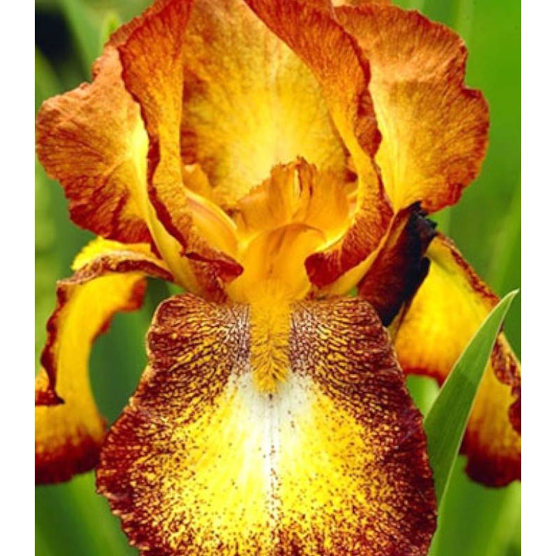 Bulbi de Iris Germanica "Spotted Yellow"