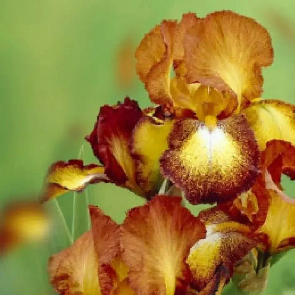 Bulbi de Iris Germanica "Spotted Yellow"