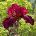 Bulbi de Iris Germanica "Sultan's Palace"