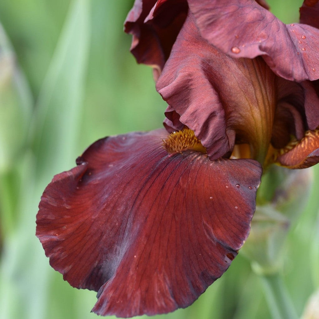 Bulbi de Iris Germanica "Sultan's Palace"