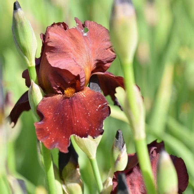 Bulbi de Iris Germanica "Sultan's Palace"