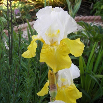Bulbi de Iris Germanica "Tulip Festival"