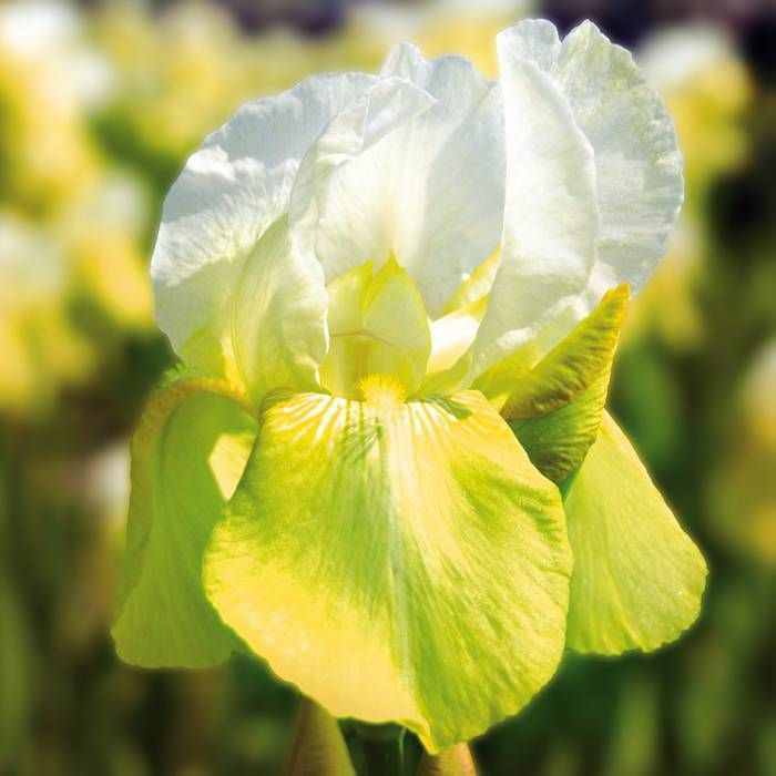 Bulbi de Iris Germanica "Tulip Festival"