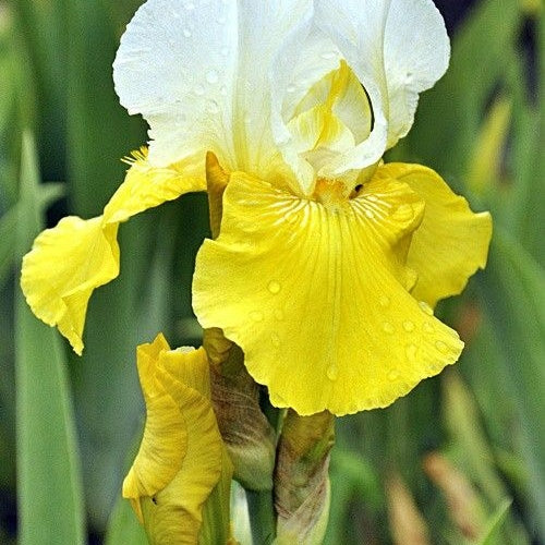 Bulbi de Iris Germanica "Tulip Festival"