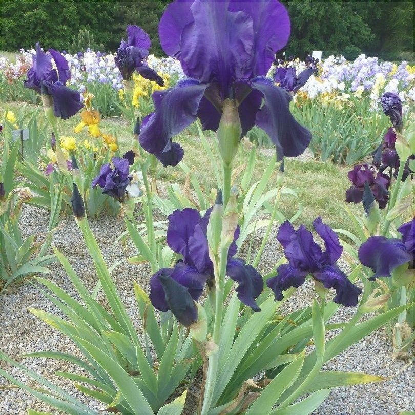 Bulbi de Iris Germanica "Tuxedo"