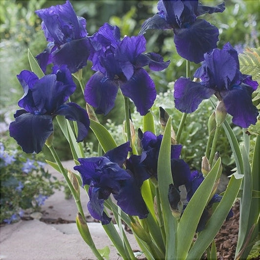Bulbi de Iris Germanica "Tuxedo"