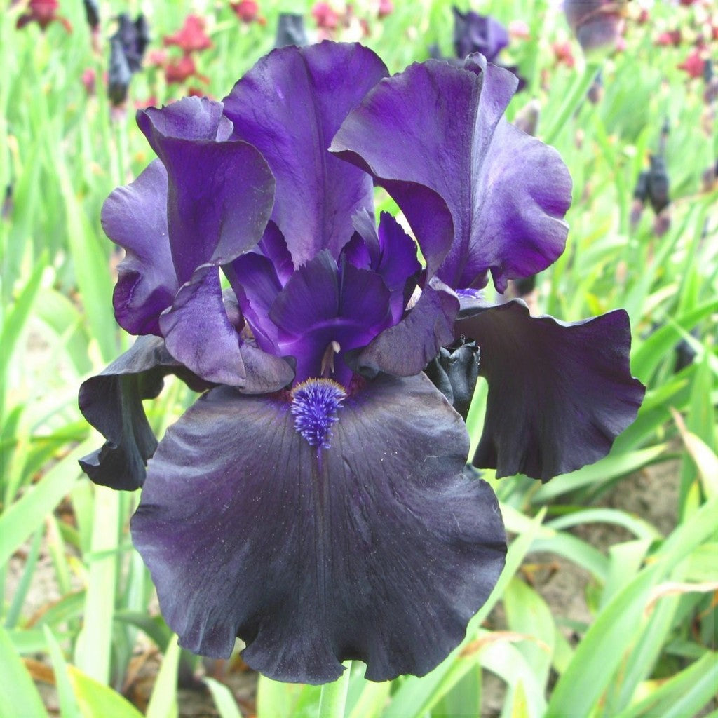 Bulbi de Iris Germanica "Tuxedo"