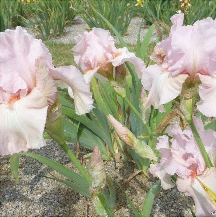 Bulbi de Iris Germanica "Vanity"