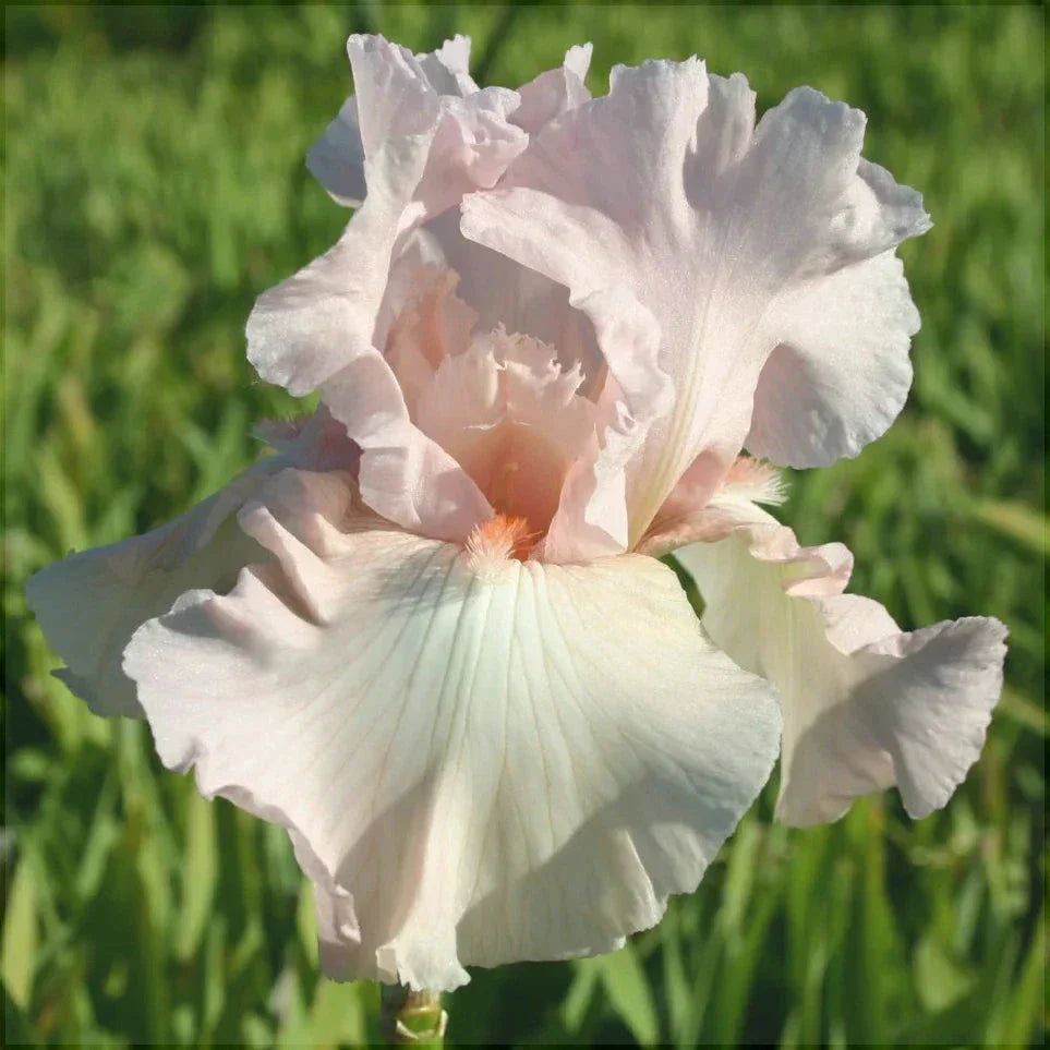 Bulbi de Iris Germanica "Vanity"