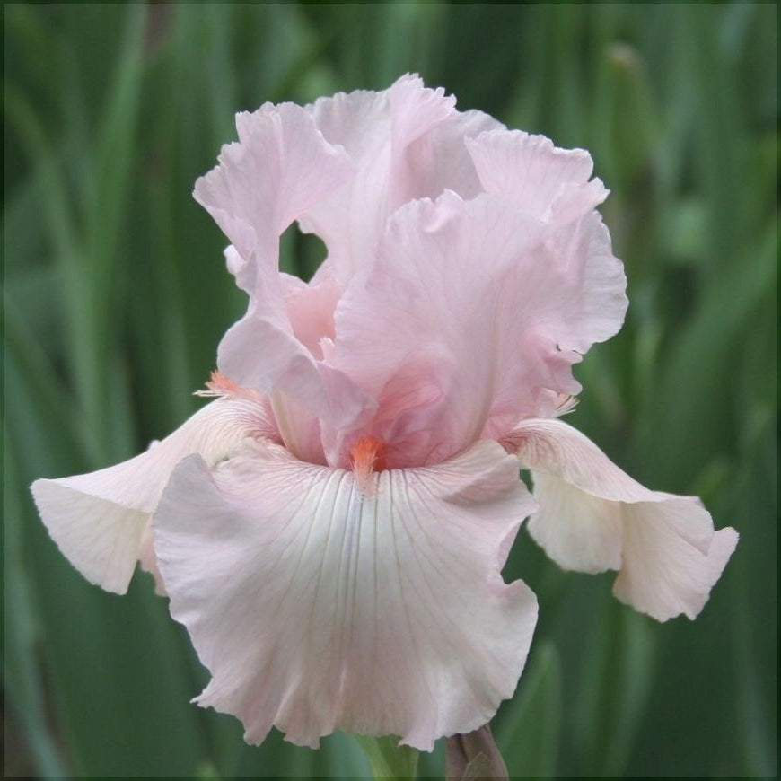 Bulbi de Iris Germanica "Vanity"