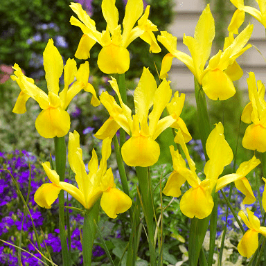 Bulbi de Iris "Golden Beauty", 5 Bucăți