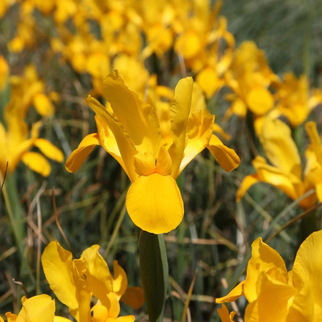Bulbi de Iris "Golden Beauty", 5 Bucăți