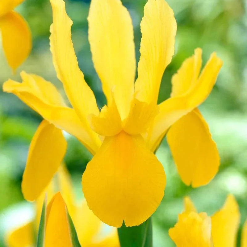 Bulbi de Iris "Golden Beauty", 5 Bucăți
