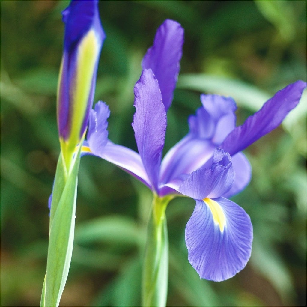 Bulbi de Iris "Professor Blaauw", 5 Bucăți