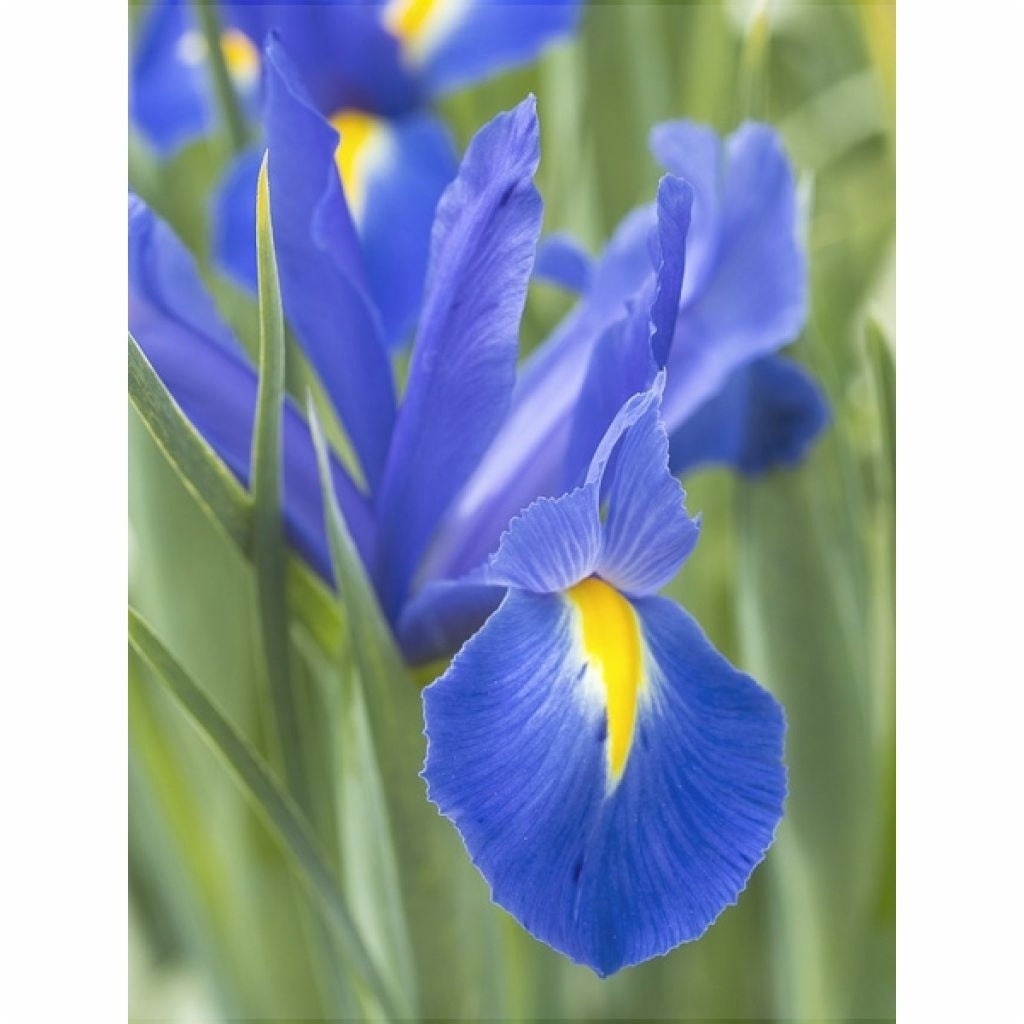 Bulbi de Iris "Professor Blaauw", 5 Bucăți