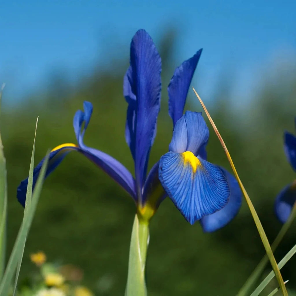 Bulbi de Iris "Sapphire Beauty", 5 Bucăți