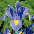 Bulbi de Iris "Sapphire Beauty", 5 Bucăți