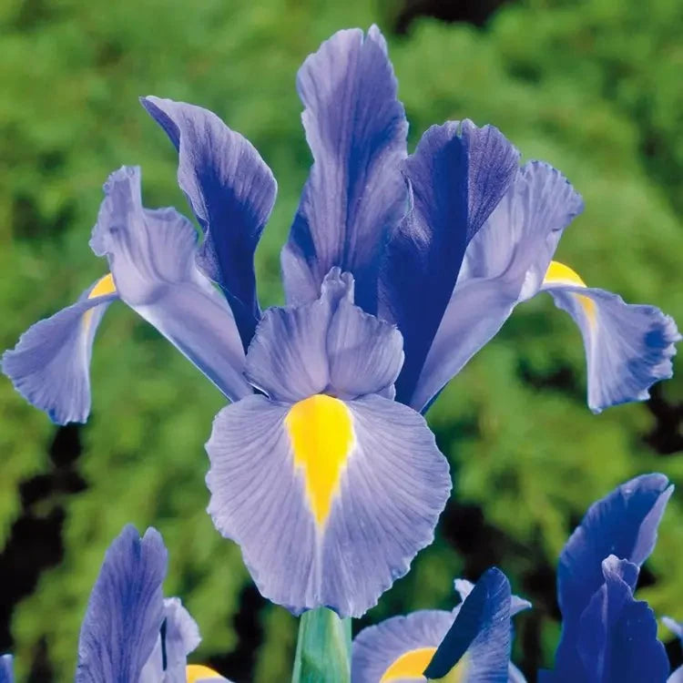 Bulbi de Iris "Sapphire Beauty", 5 Bucăți