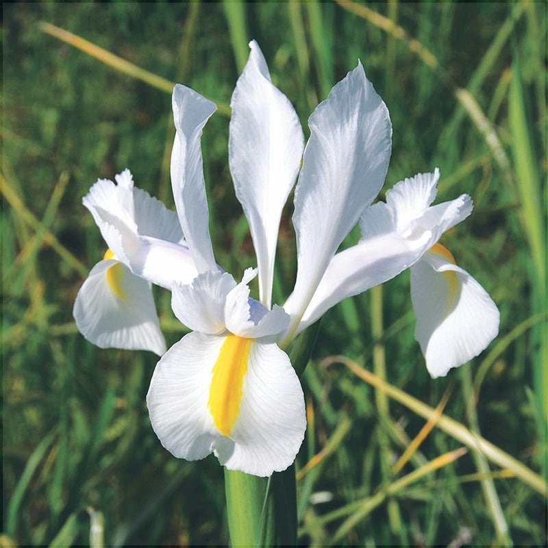 Bulbi de Iris "Saturnus", 5 Bucăți