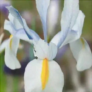 Bulbi de Iris "Saturnus", 5 Bucăți