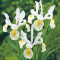 Bulbi de Iris "Saturnus", 5 Bucăți