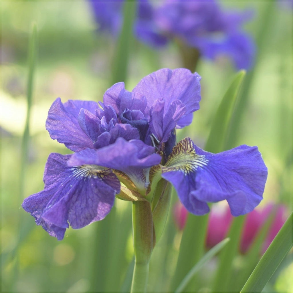 Bulbi de Iris Siberica "Concord Cruch"