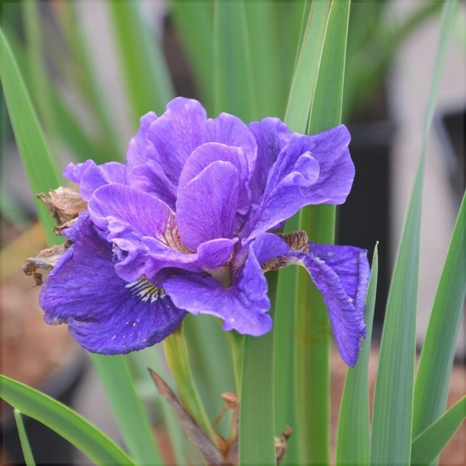 Bulbi de Iris Siberica "Concord Cruch"