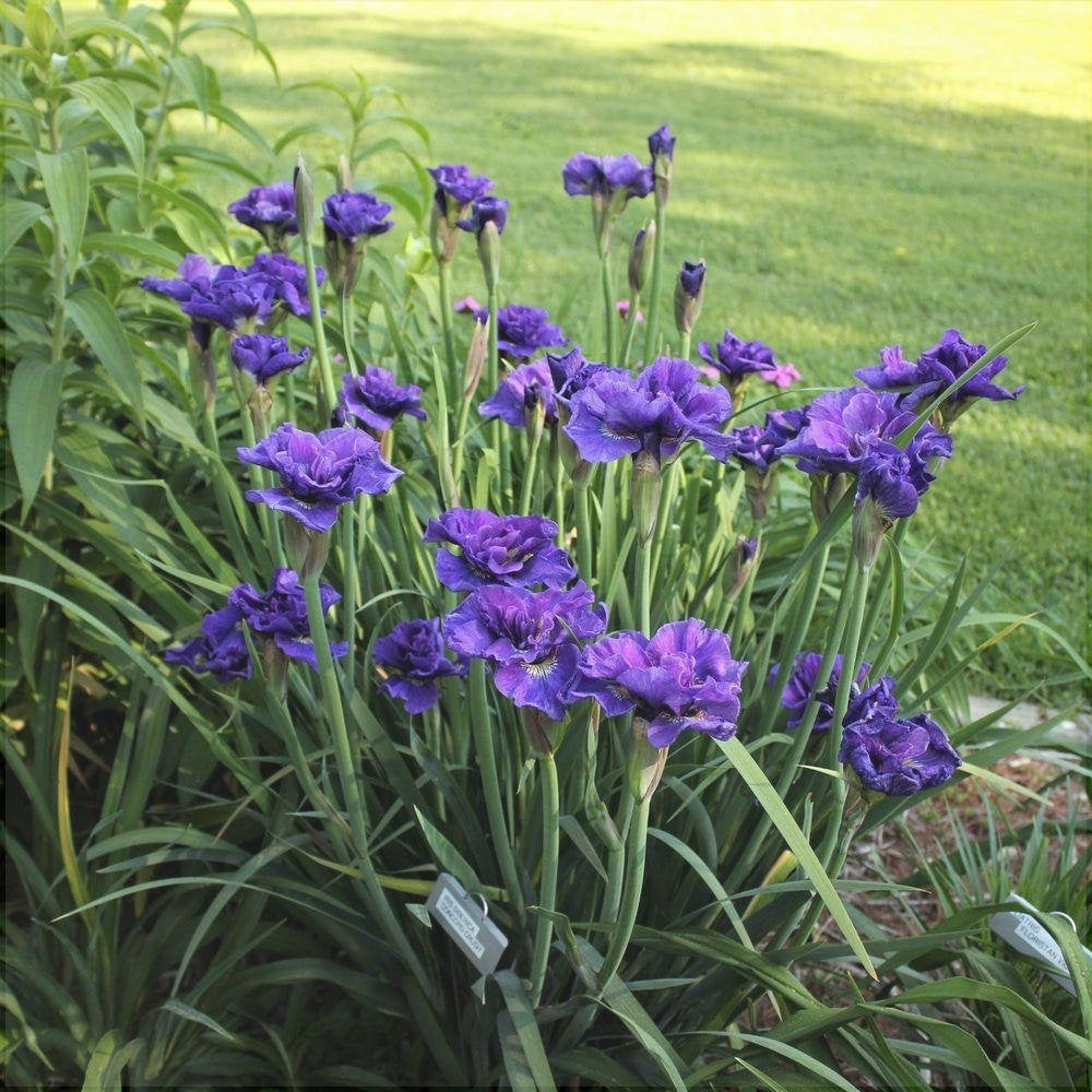 Bulbi de Iris Siberica "Concord Cruch"