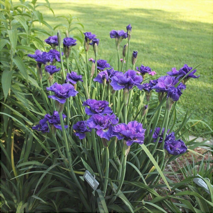 Bulbi de Iris Siberica "Concord Cruch", 1 Bucata