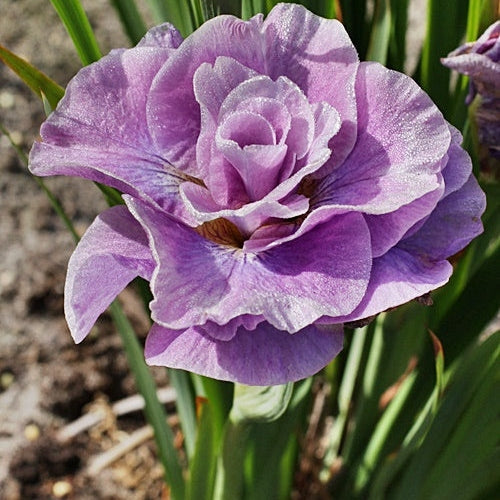 Bulbi de Iris Siberica Royal