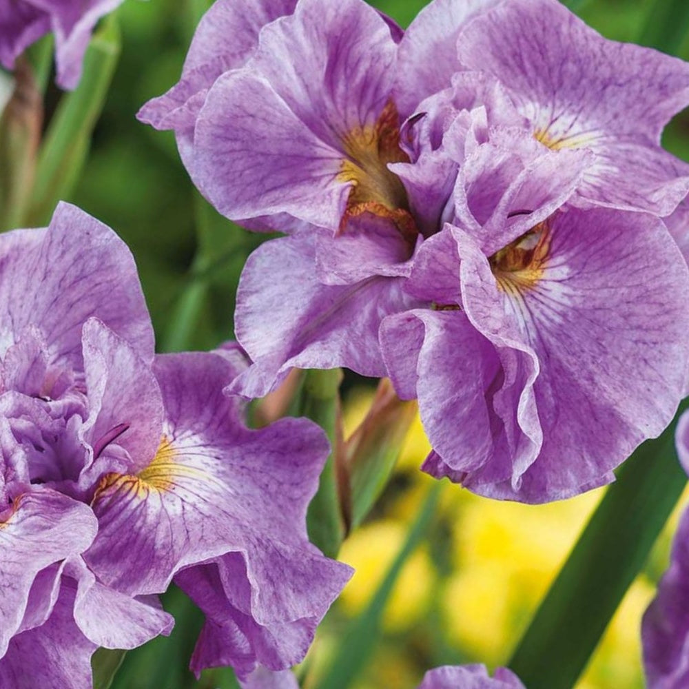 Bulbi de Iris Siberica Royal