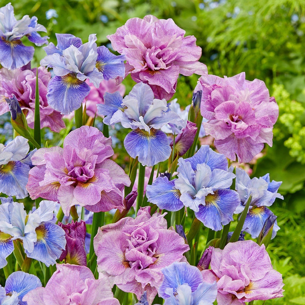 Bulbi de Iris Siberica Royal