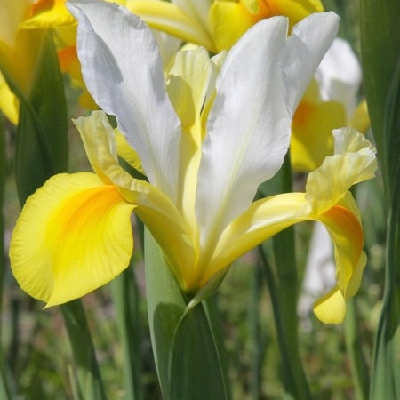 Bulbi de Iris "Symphony", 5 Bucăți