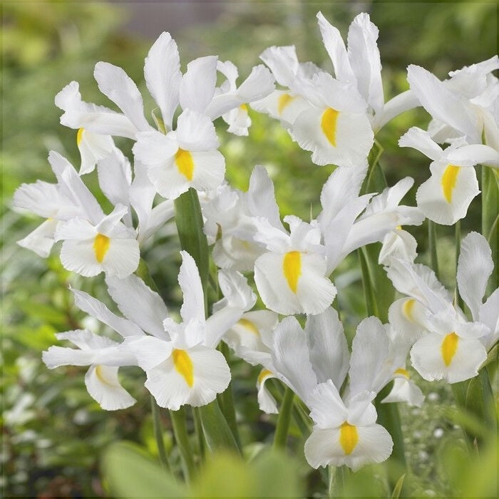 Bulbi de Iris "White van Vliet", 5 Bucăți