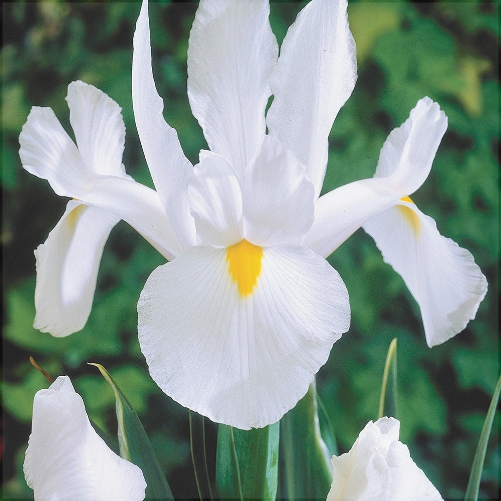 Bulbi de Iris "White van Vliet", 5 Bucăți