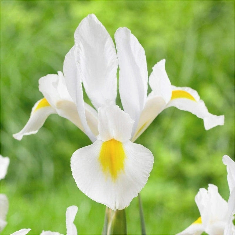 Bulbi de Iris "White van Vliet", 5 Bucăți