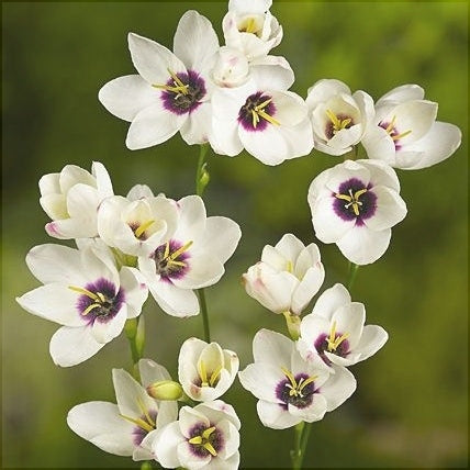 Bulbi de Ixia "Hogarth", 3 Bucati