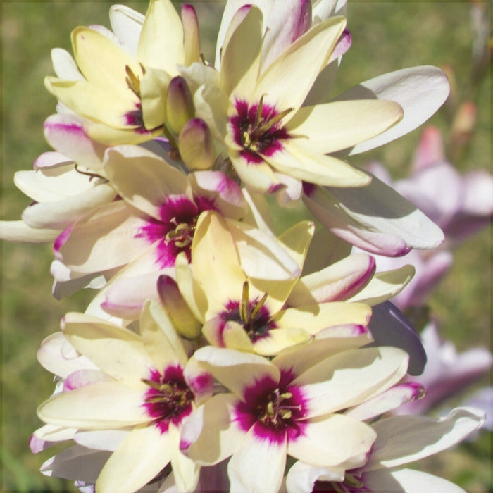 Bulbi de Ixia "Hogarth", 3 Bucati