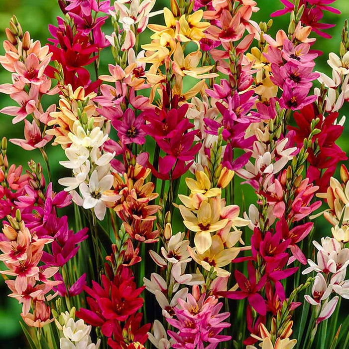 Bulbi de Ixia "Mixture", 10 Bucati