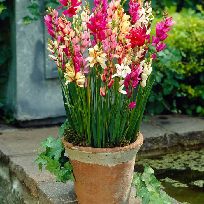 Bulbi de Ixia "Mixture", 10 Bucati