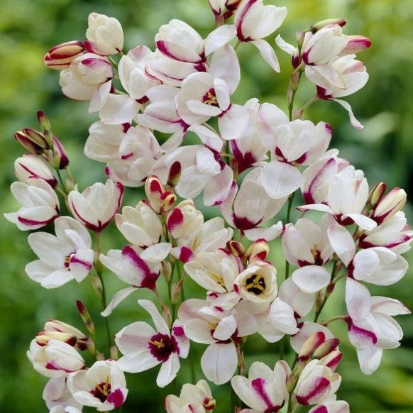 Bulbi de Ixia "Spotlight", 3 Bucati