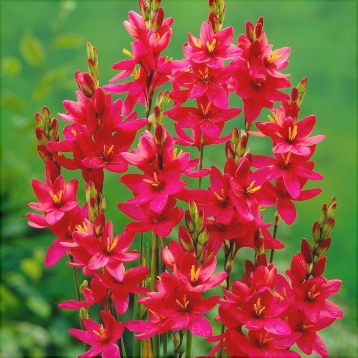 Bulbi de Ixia "Venus", 3 Bucati