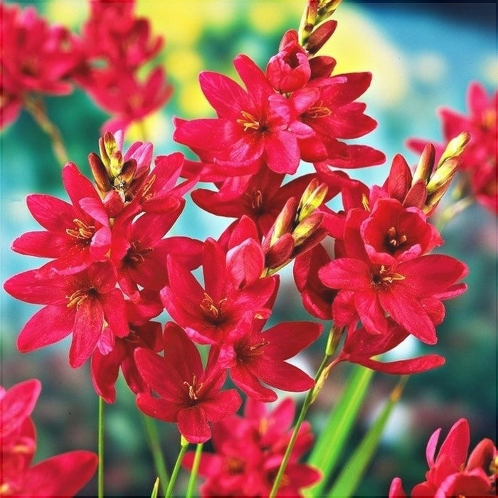 Bulbi de Ixia "Venus", 3 Bucati