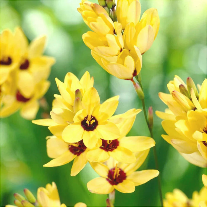 Bulbi de Ixia "Yellow Emperor", 3 Bucati