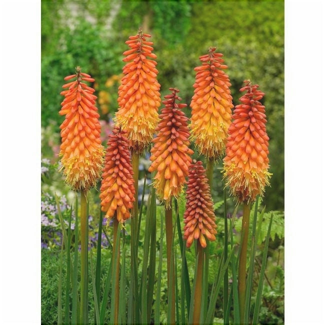 Bulbi de Kniphofia "Alcazar", Crinul Faclie, 1 Bucata la ghiveci