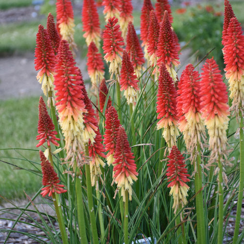 Bulbi de Kniphofia "Amazing Fun", Crinul Faclie, 1 Bucata la ghiveci
