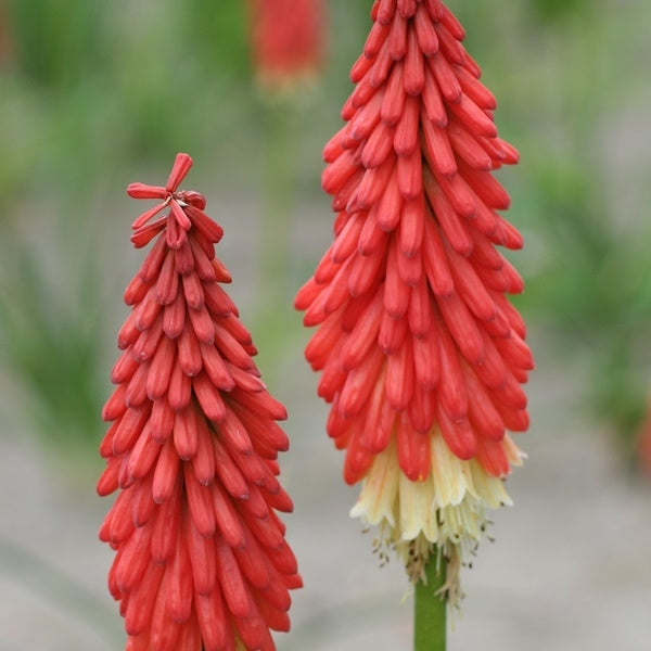 Bulbi de Kniphofia "Amazing Fun", Crinul Faclie, 1 Bucata la ghiveci